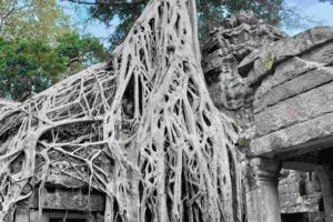 Ta Phrom: Siem Reap in Cambodia