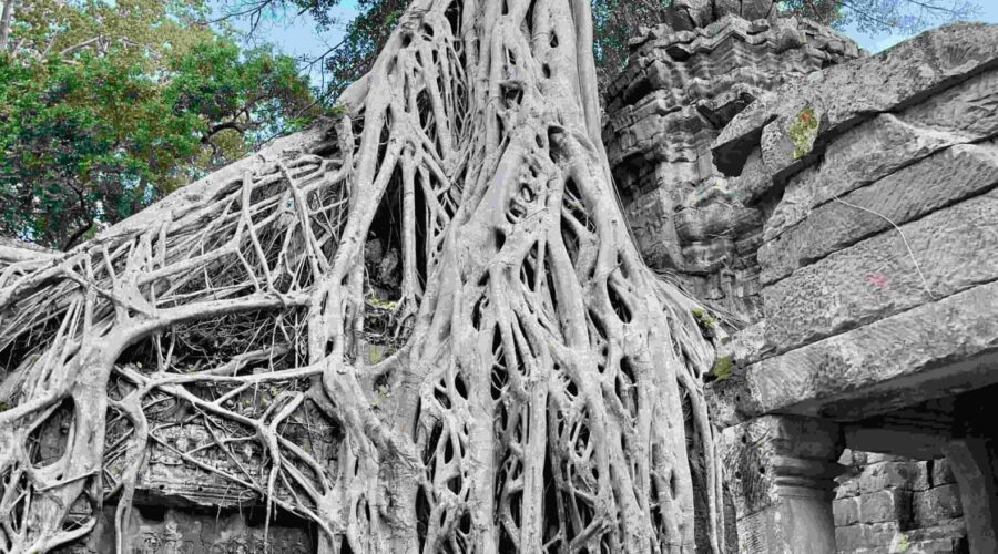 Ta Phrom: Siem Reap in Cambodia